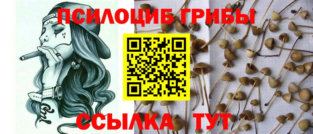 Псилоцибиновые грибы Cubensis  Вход с VPN  хочу   Галлюциногенные грибы прущие грибы  Ноябрьск 